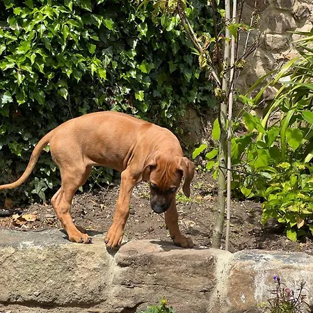 Hébergement de vacances Richmond Hill Cottages, Exclusive 6 Bedroom Farm House, Markington With Heated Pool